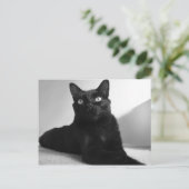 黒猫 ポストカード (スタンド正面)