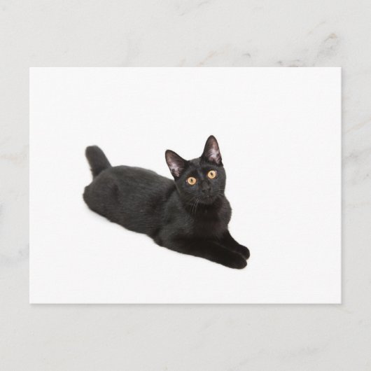 黒猫 ポストカード (正面)
