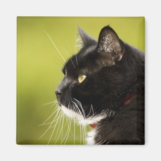 黒猫 マグネット (正面)