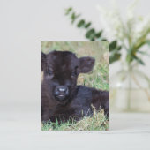 黒生まれたばかりのスコットランドの高地子牛が横たわる ポストカード (スタンド正面)