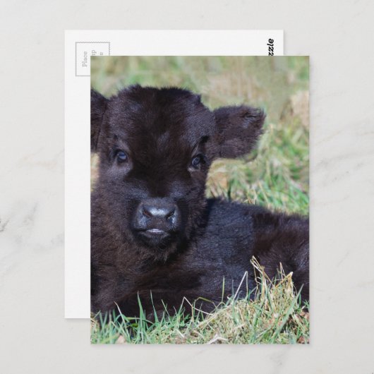 黒生まれたばかりのスコットランドの高地子牛が横たわる ポストカード (正面/裏面)