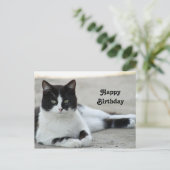 黒白のタキシード姿の猫の写真 誕生日 ポストカード (スタンド正面)