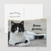 黒白のタキシード姿の猫の写真 誕生日 ポストカード (正面/裏面)