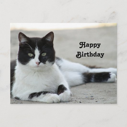 黒白のタキシード姿の猫の写真 誕生日 ポストカード (正面)
