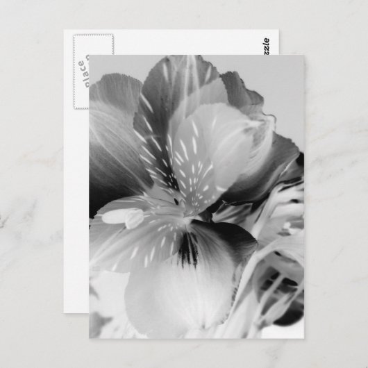 黒白のペルーのユリの花 ポストカード (正面/裏面)
