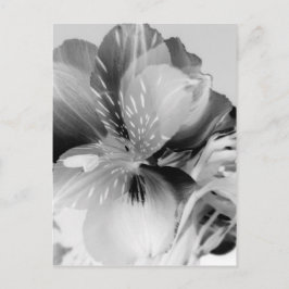 黒白のペルーのユリの花 ポストカード