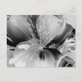 黒白のペルーのユリの花 ポストカード