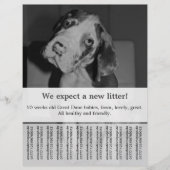 黒白の子犬販売チラシ チラシ (正面)