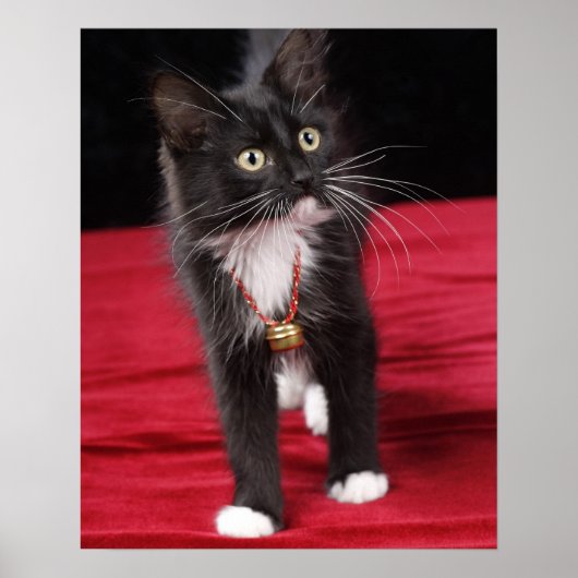 黒白の短毛の子猫、2ヶ月半 ポスター (正面)