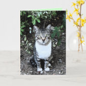 黒白トルコ猫の浪人 カード (黄色い花)