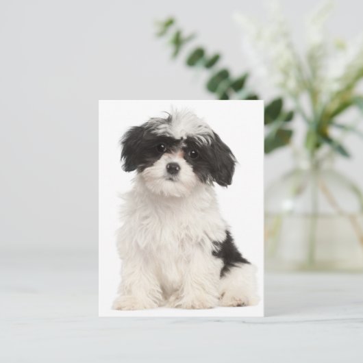 黒白ハバナの子犬はがき ポストカード (スタンド正面)