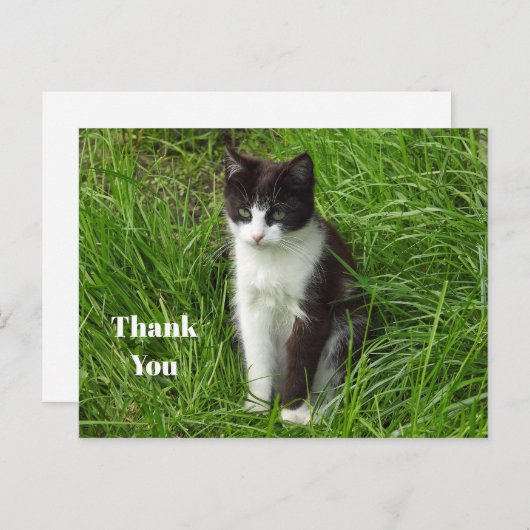 黒白子猫の写真 ありがとう ポストカード (正面/裏面)