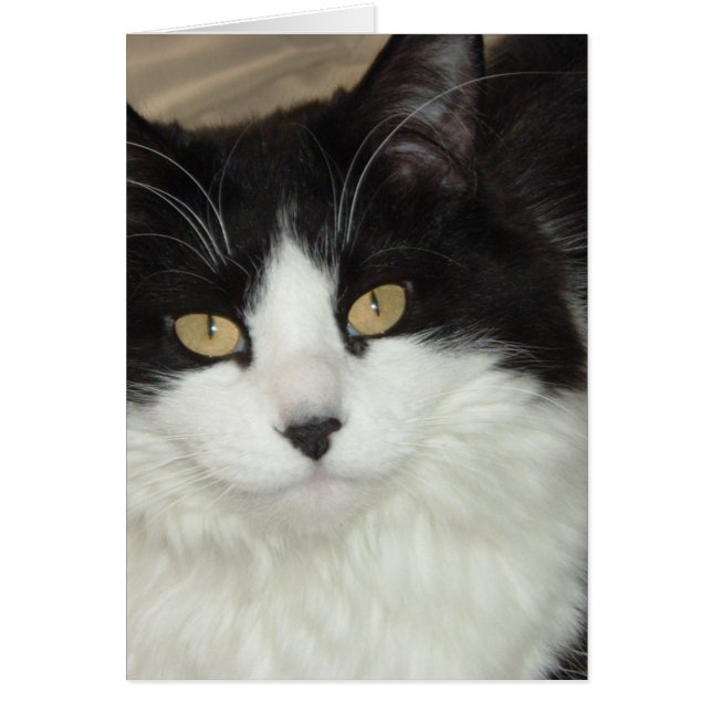 黒白長毛猫 (正面)