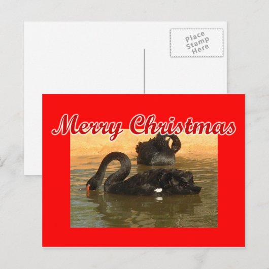 黒白鳥 ポストカード (正面/裏面)