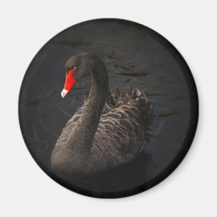 黒白鳥 マグネット