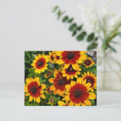 黒目のサザンズ ポストカード (スタンド正面)