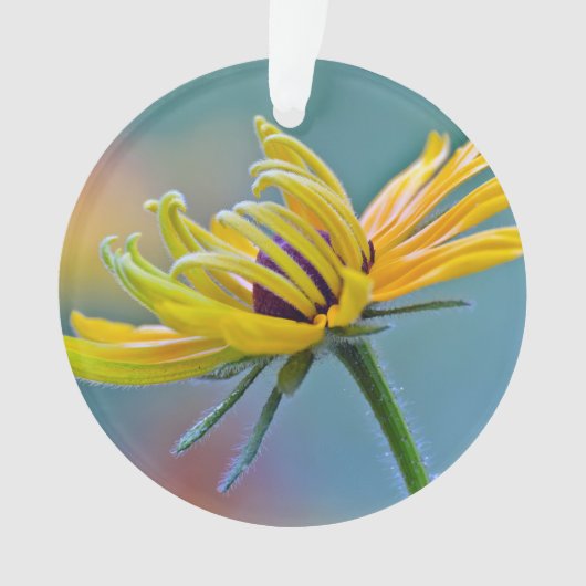 黒目のスーザン オーナメント (正面)