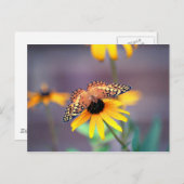 黒目のスーザン(蝶3) ポストカード (正面/裏面)