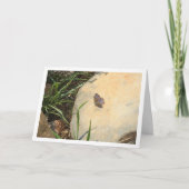 黒目のブルーバタフライ カード (正面)