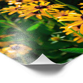 黒目スーザンの花のフィールド フォトプリント            (角)