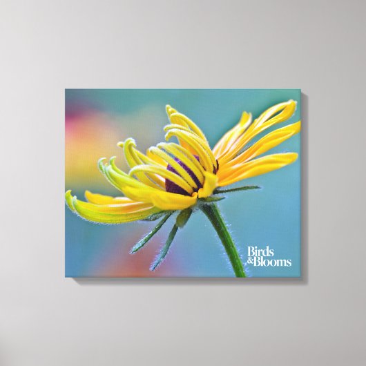 黒目スーザン キャンバスプリント (正面)