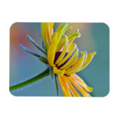 黒目スーザン マグネット (横)