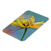 黒目スーザン マグネット (左側)