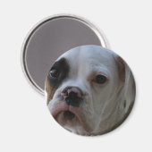 黒目ボクサー犬丸磁石 マグネット (正面/裏面)