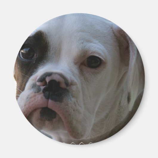 黒目ボクサー犬丸磁石 マグネット (正面)