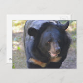 黒眼鏡クマ ポストカード (正面/裏面)