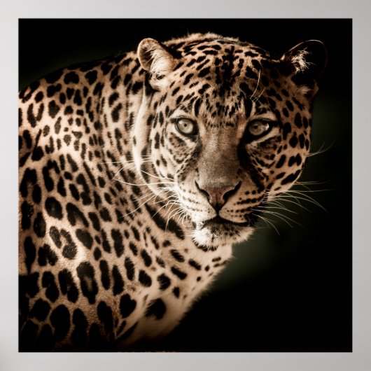 黒素晴らし背景のヒョウ ポスター (正面)