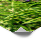 黒縁白蝶のポスター ポスター (角)