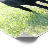 黒羊のポスター ポスター (角)