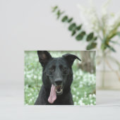 黒羊飼い葉書 ポストカード (スタンド正面)