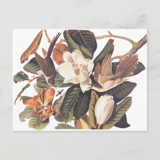 黒羽のクッコ ポストカード (正面)