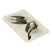 黒羽のタカ – オードボンのアメリカの鳥 マグネット (右側)