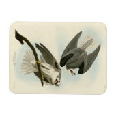 黒羽のタカ – オードボンのアメリカの鳥 マグネット (横)