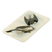 黒羽のタカ – オードボンのアメリカの鳥 マグネット (左側)
