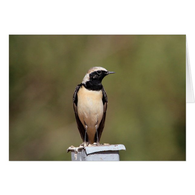 黒耳付つきのWheatear (正面横)