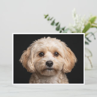 黒背景のミキ犬 招待状