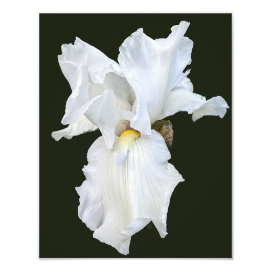 黒背景の白いひげ Iris フォトプリント (正面)