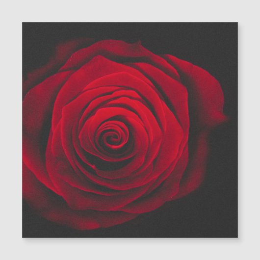 黒背景の赤いバラ ヴィンテージ効果 (正面)