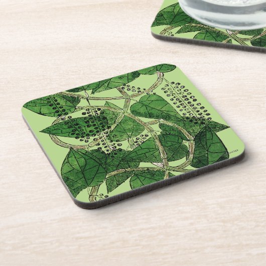 黒胡椒の植物1578年 コースター (左側)