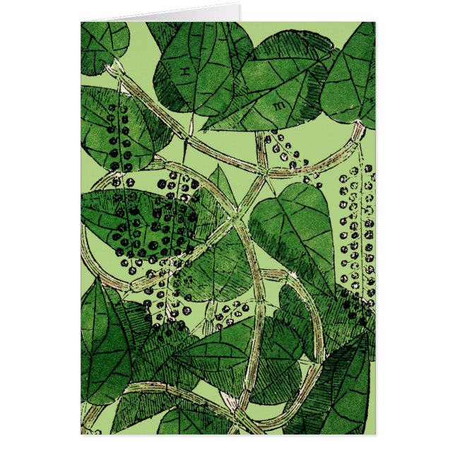 黒胡椒プラント， 1578 (正面)