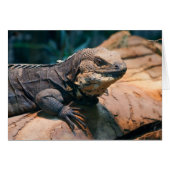 黒色肝炎菌 (正面横)