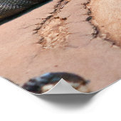 黒色肝炎菌 ポスター (角)