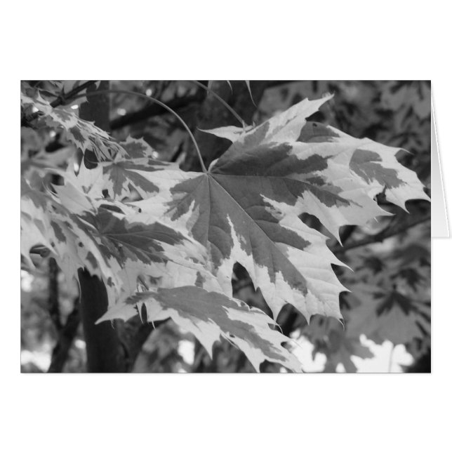 黒葉と白の (正面横)