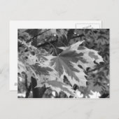 黒葉と白の ポストカード (正面/裏面)