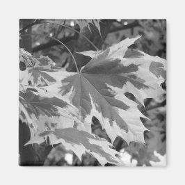 黒葉と白の マグネット