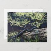 黒蛇#6543はがき ポストカード (正面/裏面)